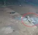 SV University Tirupati Leopard Attack Sparks Alert