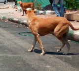Civic bodies working extra time after SC order on stray dogs