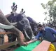 Andhra Dy CM Pawan Kalyan launches Kumki elephant training centre
