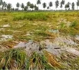 Pausami Basu to lead central team to assess cyclone damage in AP