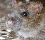 Eluru Medical College Hostel Rats Bite Six Students
