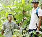 Nagaland University researchers unlock medicinal secrets of rare Meghalaya plant