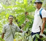 Nagaland University researchers unlock medicinal secrets of rare Meghalaya plant