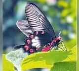 Oragallu Wildlife Society Discovers 80 New Butterfly Species in Mulugu