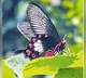 Oragallu Wildlife Society Discovers 80 New Butterfly Species in Mulugu