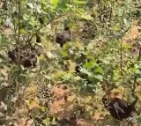 Elkathurthy Chicken Farm owner releases chickens for insurance money