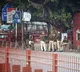 Delhi Blast Terrorists Used Swiss App Threema to Evade Detection