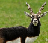 Death of 28 endangered blackbucks raises concern in K'taka; authorities await reports