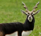 Death of 28 endangered blackbucks raises concern in K'taka; authorities await reports