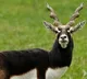 Death of 28 endangered blackbucks raises concern in K'taka; authorities await reports