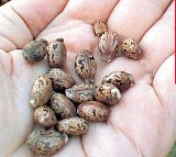 Ricin Poison Plot Mohiuddin Arrested in Gujarat ATS Operation