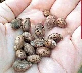 Ricin Poison Plot Mohiuddin Arrested in Gujarat ATS Operation