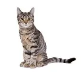 San Francisco Cat Death by Waymo Car Fuels Safety Concerns