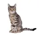 San Francisco Cat Death by Waymo Car Fuels Safety Concerns