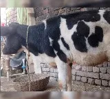 Gowri the Cow Receives Artificial Limb After Injury in Pakistan Shelling