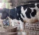 Gowri the Cow Receives Artificial Limb After Injury in Pakistan Shelling