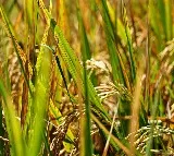 RGL 7034 Rice Variety Benefits Guntur Farmer Mohan Reddy