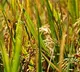 RGL 7034 Rice Variety Benefits Guntur Farmer Mohan Reddy