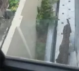 Leopard enters Rajasthan minister’s bungalow in Jaipur; search operation underway