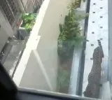 Suresh Singh Rawat Rajasthan Minister Bungalow Leopard Scare in Jaipur