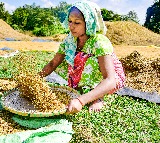 India sees highest increase in foodgrain production in last 10 years