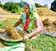 India sees highest increase in foodgrain production in last 10 years