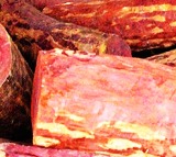 Biodiversity authority releases Rs 39.84 crore for Andhra Red Sanders protection