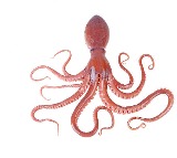 Taningia Silasi Discovered New Octopus Squid Species in Arabian Sea