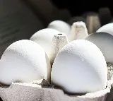Egg prices soar to record high in Telugu states