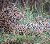 Kuwara 11 year old bravely fights off leopard attack in Palghar