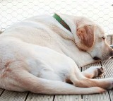 September Dog Reunited with Owner After 1500 km Journey