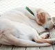 September Dog Reunited with Owner After 1500 km Journey