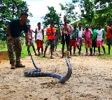 Karnataka govt to form special team for King Cobra rescues