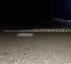 Giant Python Creates Panic in Ghatkesar