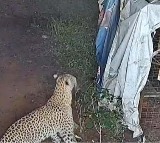 Tirumala Leopard Creates Panic Among Employees