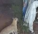 Tirumala Leopard Creates Panic Among Employees