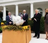Donald Trump Pardons Turkeys at White House Thanksgiving Ceremony