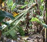Cyclone Ditwah topples trees; banana farmers in TN's Mayiladuthurai report losses, seek relief