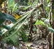 Cyclone Ditwah topples trees; banana farmers in TN's Mayiladuthurai report losses, seek relief
