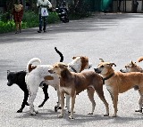 Hyderabad 8 Year Old Premchand Attacked by 20 Street Dogs
