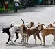 Hyderabad 8 Year Old Premchand Attacked by 20 Street Dogs