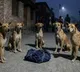 West Bengal Dogs Guard Abandoned Baby All Night