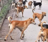 Hyderabad Dog Attack Human Rights Commission Seeks Report