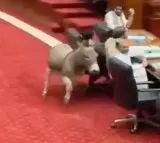 Pakistan Parliament Viral Donkey Video is AI Generated