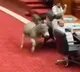 Pakistan Parliament Viral Donkey Video is AI Generated