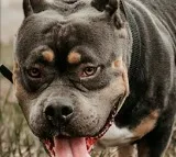 Tennessee Pitbull Attack Seven Dogs Kill Man and Grandchild