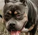 Tennessee Pitbull Attack Seven Dogs Kill Man and Grandchild