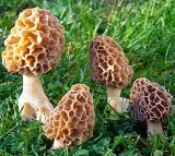 Gucchi Mushrooms Costing 40000 Served to Putin at Indian Banquet