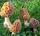 Gucchi Mushrooms Costing 40000 Served to Putin at Indian Banquet