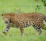 Five-year-old boy mauled to death by leopard in TN's Valparai
